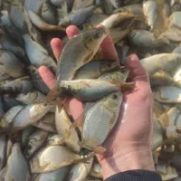 انواع ماهی پرورشی بچه کپور و آمور|ماهی|کرمانشاه, |دیوار