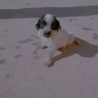 توله شکاری سیتر ازپدر ومادر وارداتی با ضمانت