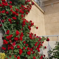 باغ ویلایی مجهز مهندسی بنهنگ تربت حیدریه|فروش خانه و ویلا|تربت‌حیدریه, بالا ولایت|دیوار