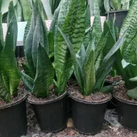 سانسوریا کرواتی سبز