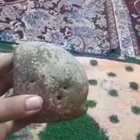 فسیل وسنگ|کلکسیون اشیاء عتیقه|گرگان, |دیوار