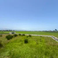 زمین-کلفارود-سند-تک-برگ-پروانه-دار