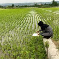 تغییر کاربری زمین شالی و باغی به مسکونی سنددار