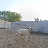 بره نر ۹ ماهه *                       چاق‌درجه یک*