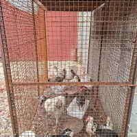 مرغ گلین|حیوانات مزرعه|سپیدان, |دیوار