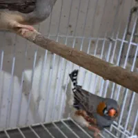 فنچ جامبو|پرنده|رشت, حومه رشت|دیوار