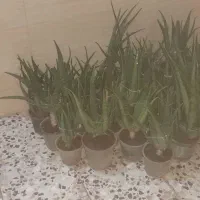 گل آلو ورا|گل و گیاه طبیعی|آستانه اشرفیه, |دیوار