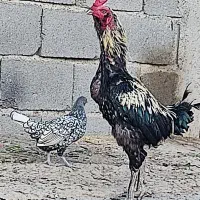خروس و مرغ زیر قیمت