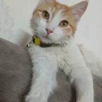 واگذاری گربه نر عقیم شده