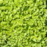 سبزی آماده ی طبخ