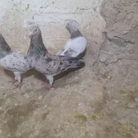 ۷ عدد کفتر دورشت مست به شرط توخم جوجه قیمت مفت