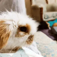 خرگوش جیبی آموزش دیده همراه با وسایل شخصی