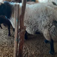 قوچ شال|حیوانات مزرعه|صحنه, |دیوار