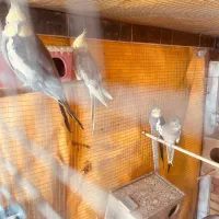 عروس هلندی|پرنده|تهران, اتحاد|دیوار