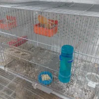 قناری جفت رو تخم تضمینی