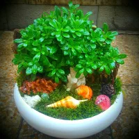 گل بنسای میخک هندی