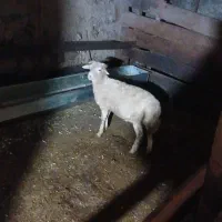 گوسفند بره نر|حیوانات مزرعه|پرهسر, |دیوار