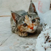 واگذار میشه