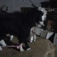 سابرین یک خط|حیوانات مزرعه|دهلران, |دیوار