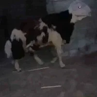 قوچ