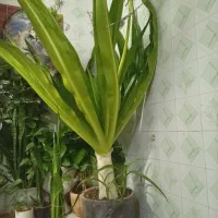 گل ذرتی|گل و گیاه طبیعی|شیراز, تل حسینآباد|دیوار