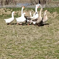 غو غاز اصل به تخم اومدن تخم اش هم موجود هست