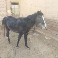 کره اسب مادیان ۱۴ماهه|اسب و تجهیزات اسبسواری|رامند, |دیوار
