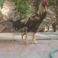 مرغ لاری چیل