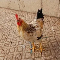 خروس ۶ماهه خونگی|حیوانات مزرعه|تهران, بهارستان|دیوار