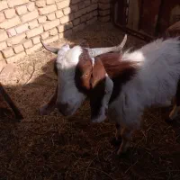 دوتا بزغاله نیم گوشت