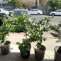 گیاهان باغچه ای با کیفیت فوق العاده|گل و گیاه طبیعی|تهران, شاهین|دیوار