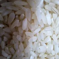 برنج کامفیروزی اصل کامفیروز به شرط|خوردنی و آشامیدنی|شیراز, زیباشهر|دیوار