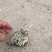 جوجه عروس هلندی|پرنده|قم, نخودی|دیوار