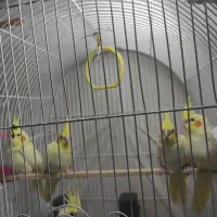 جوجه عروس هلندی دو ماهه|پرنده|بندر گز, |دیوار