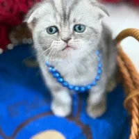 گربه بریتیش اسکاتیش اصیل|گربه|گرگان, |دیوار