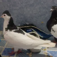 کفتر پرش|پرنده|شیروان (خراسان), |دیوار