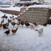 بوقلمون محلی