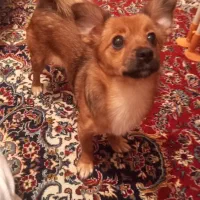 سگ دزدیده شده