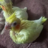 جوجه عروس هلندی|پرنده|قرچک, مهدیه|دیوار