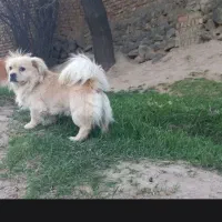 سگ نر
