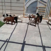 کره نر
