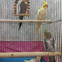 جفت عروس هلندی سخنگو مولد با جوجه|پرنده|اردبیل, |دیوار