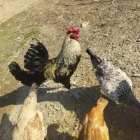 خروس چهل تاج