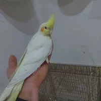 عروس هلندی ماده ۸ماهه دستی