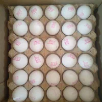 توزیع تخم‌ مرغ در کل استان البرز با کمترین قیمت