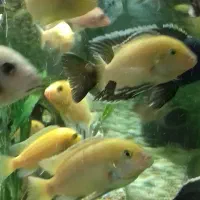 آکواریوم بزرگ|ماهی|رشت, حمیدیان|دیوار