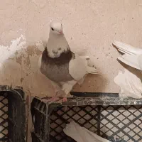 کبوتر،طوقی،معاوضه باسوسکی دمسفید