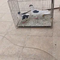 کبوترنروماده سیاه چادری وطوقی|پرنده|اسلام‌شهر, شهرک مهدیه|دیوار