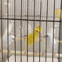 قناری سفید طلایی پرتقالی ردفکتور