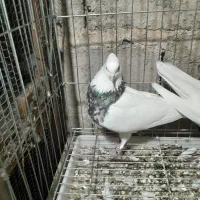 طوقی  نر